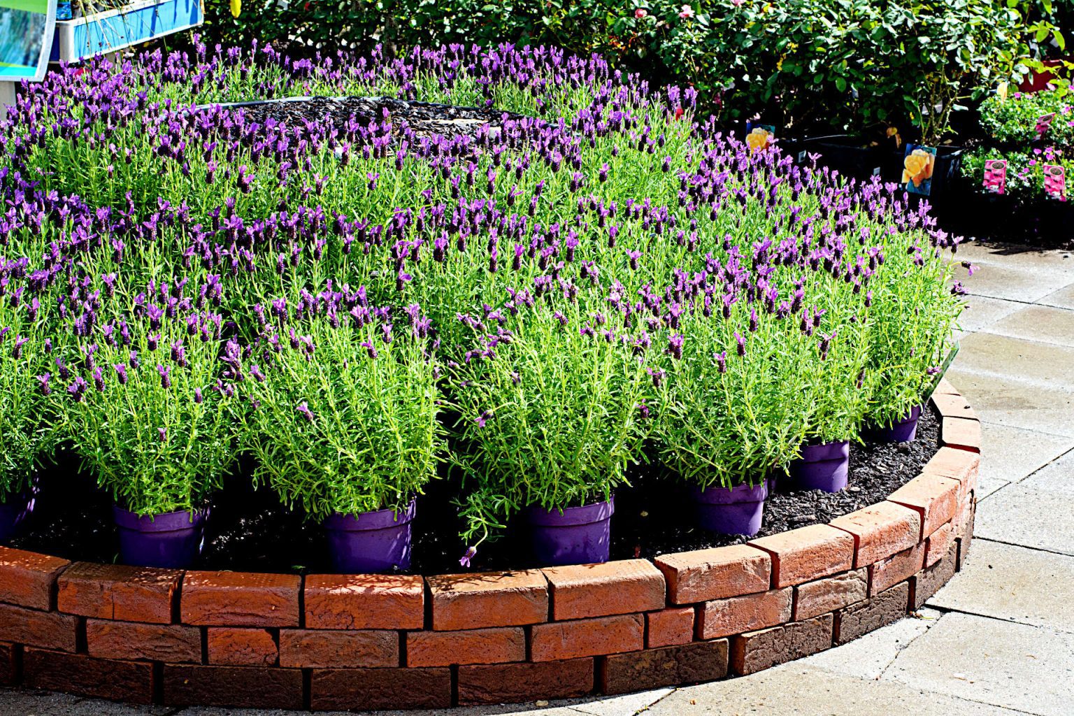 Growing Lavender In Pots The Complete Guide Gardening Latest