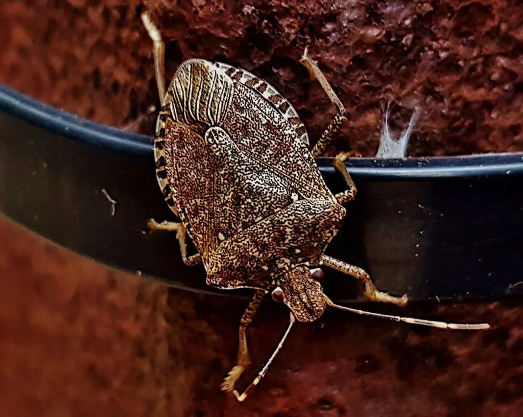 Why are brown marmorated stink bugs a problem for tomatoes and lavender 