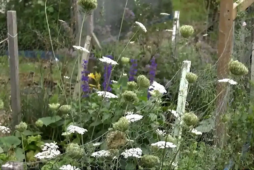 Barrie Community Gardens