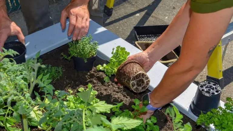 Gardening Therapy Restarted by Mental Health Charity