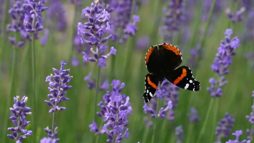 Common Types of Lavender