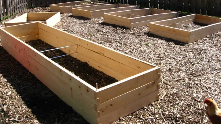 The Popularity of Raised Beds Continues