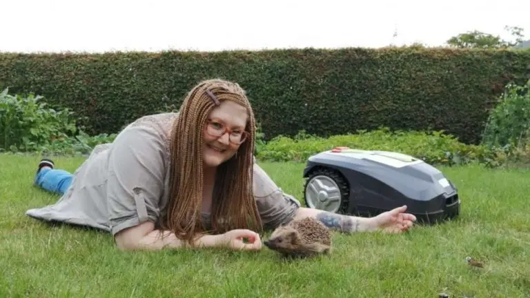 Hedgehogs Under Threat From Robotic Lawnmowers