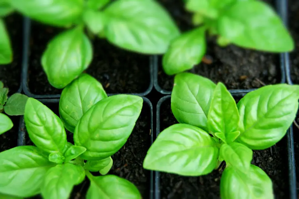 Can You Propagate Basil? | Top Expert Warns Against Buying Basil Plants