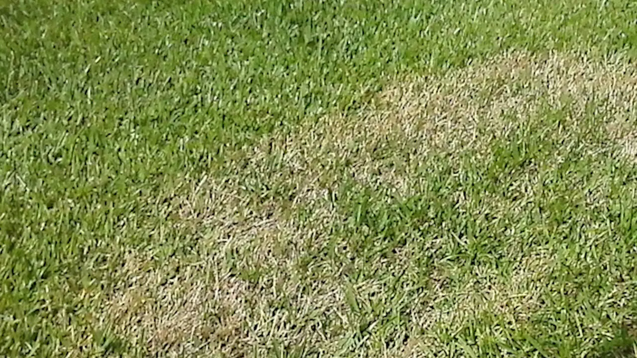 Lawn Fungus Control A Complete Guide to Getting Rid of Grass Diseases Gardening Latest