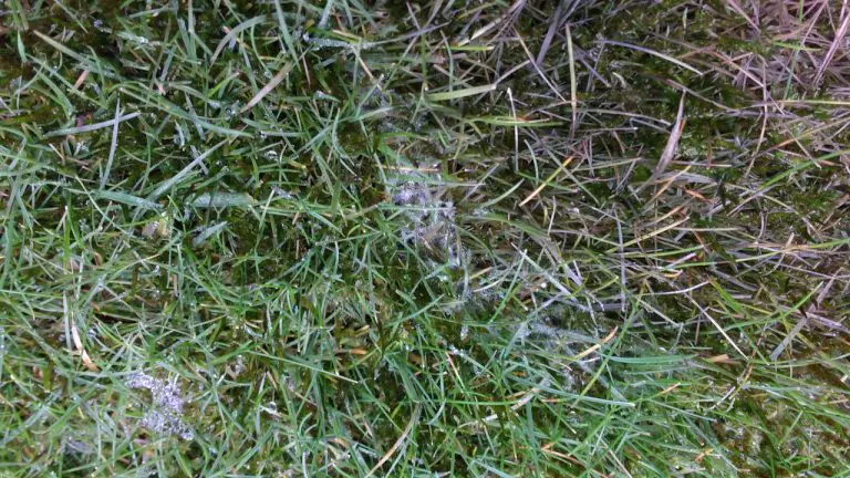 Snow Mold on Grass | Treating Pink Snow Mold on Lawn