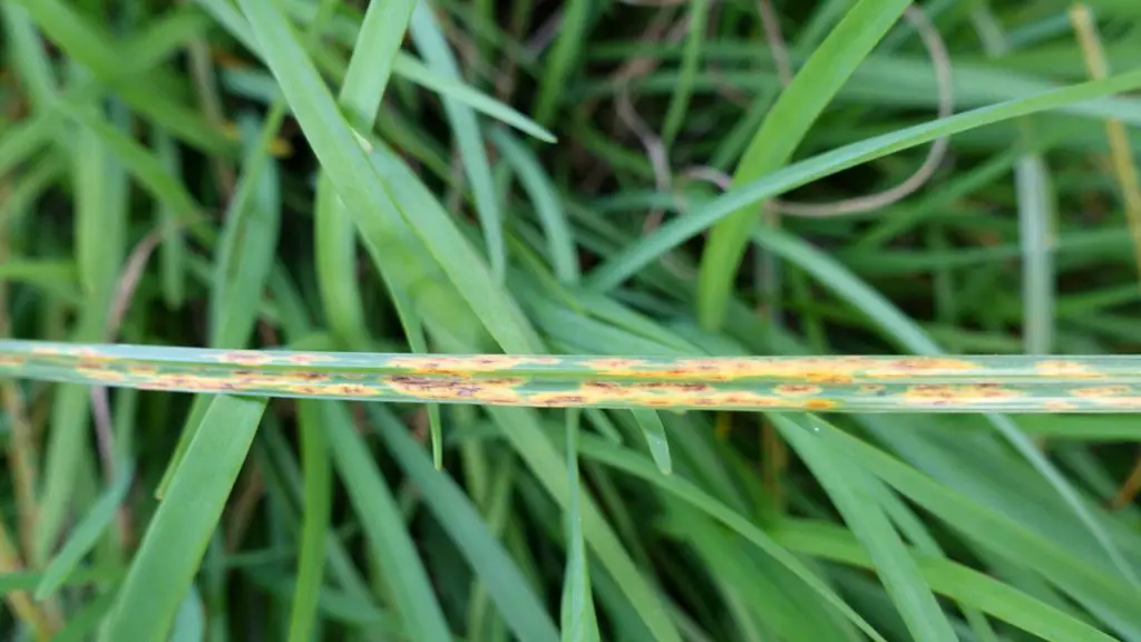 How to Identify Grass Rust Fungi - Lawn Fungus Control 