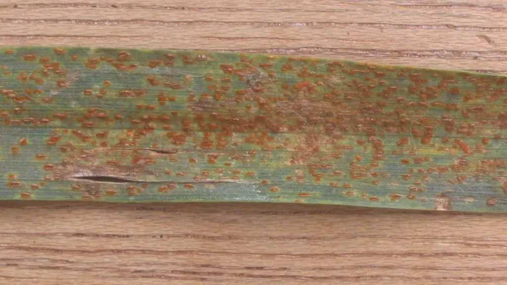 lawn rust