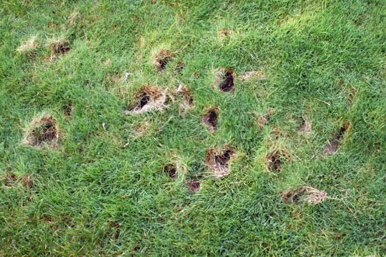 Waking Up to a Lawn Full of Holes | Small Holes in Lawn Overnight