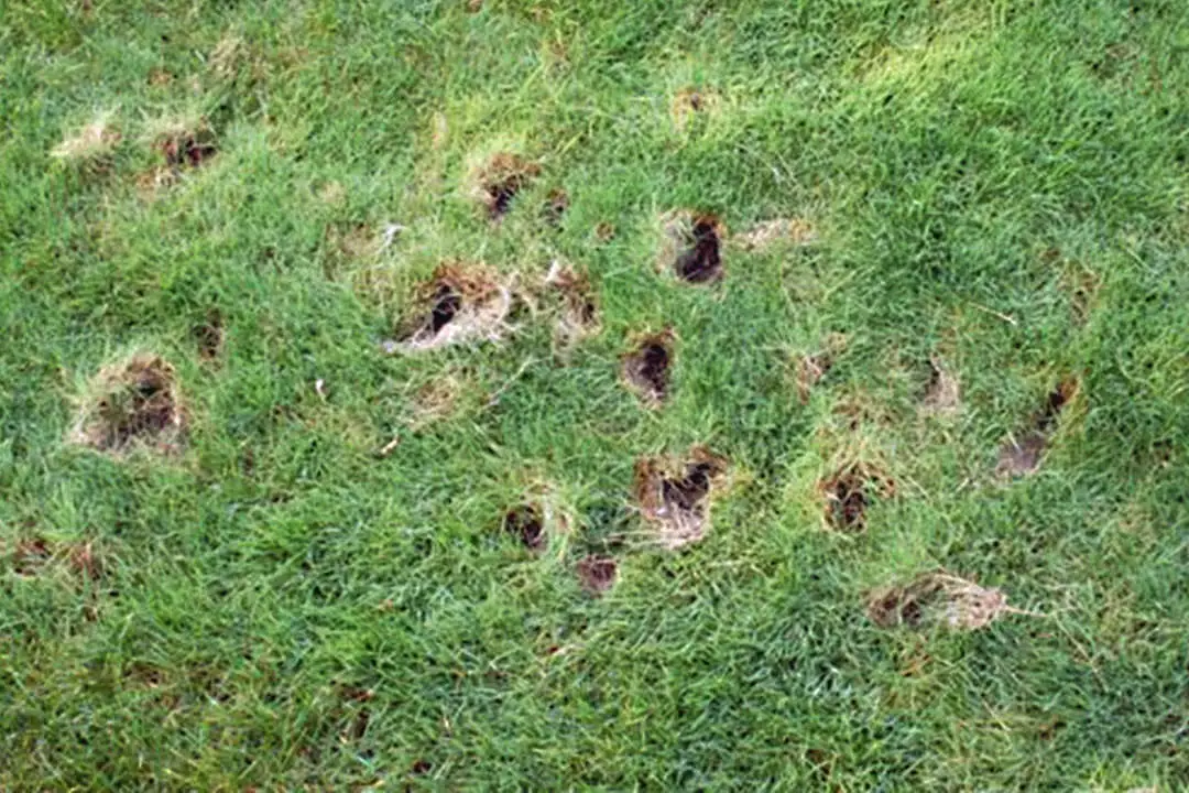 Waking Up To A Lawn Full Of Holes Small Holes In Lawn Overnight