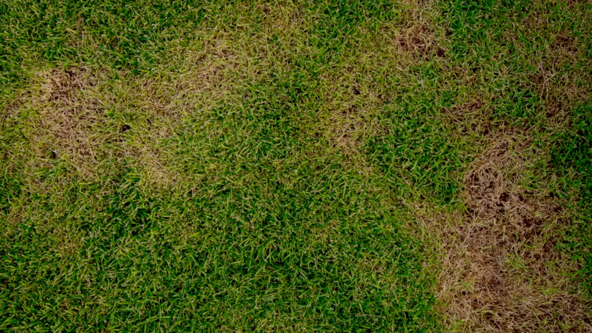 Lawn Rust What It Is, How to Get Rid of It, and How to Prevent It