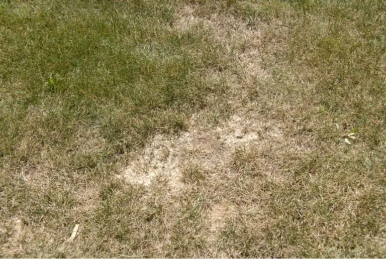 Chinch Bugs Lawn | How to Stop Chinch Destroying Your Lawn
