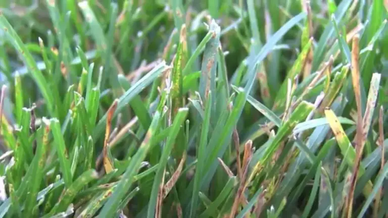 Lawn Rust | Dealing with Grass Rust Fungi