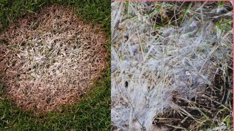 What Are the Differences Between Gray and Pink Snow Mold?