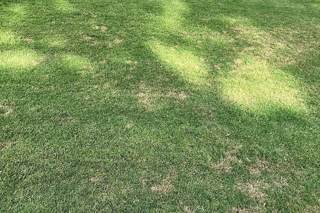 Bermuda grass infected with dollar spot fungus