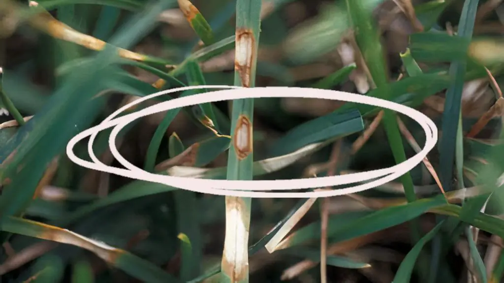 dollar spot fungus lesion 