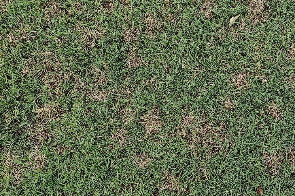 Environmental Conditions That are Favorable for Dollar Spot Lawn Disease