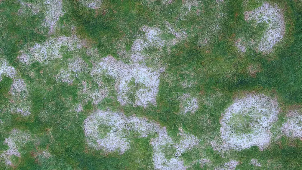 What causes snow mold on grass? -pink snow mold