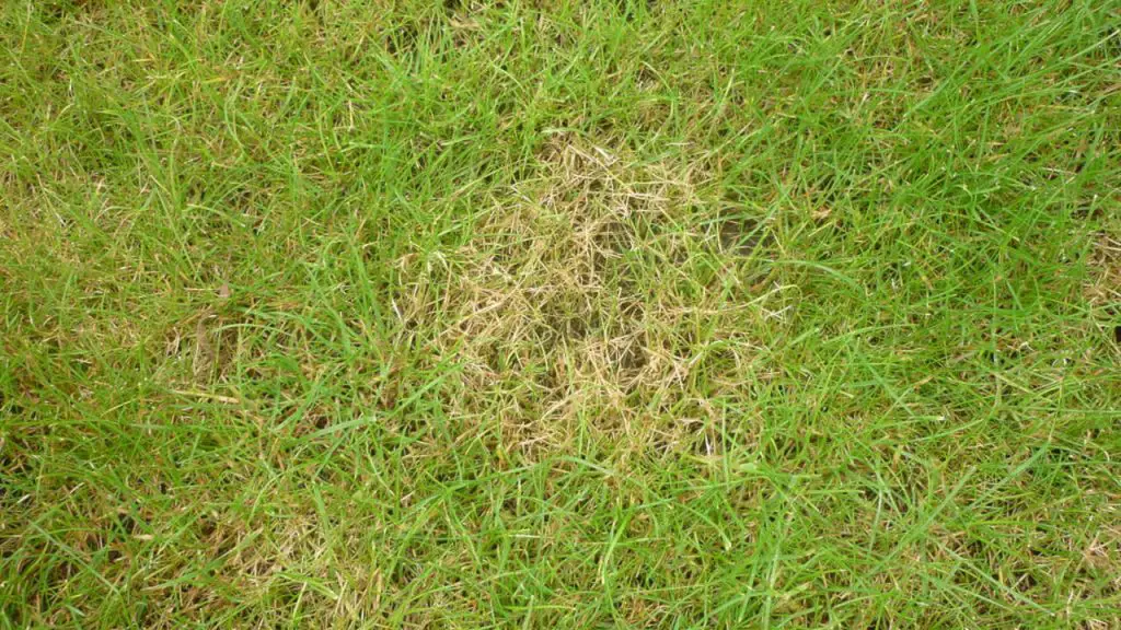 Lawn fungal diseases - red thread