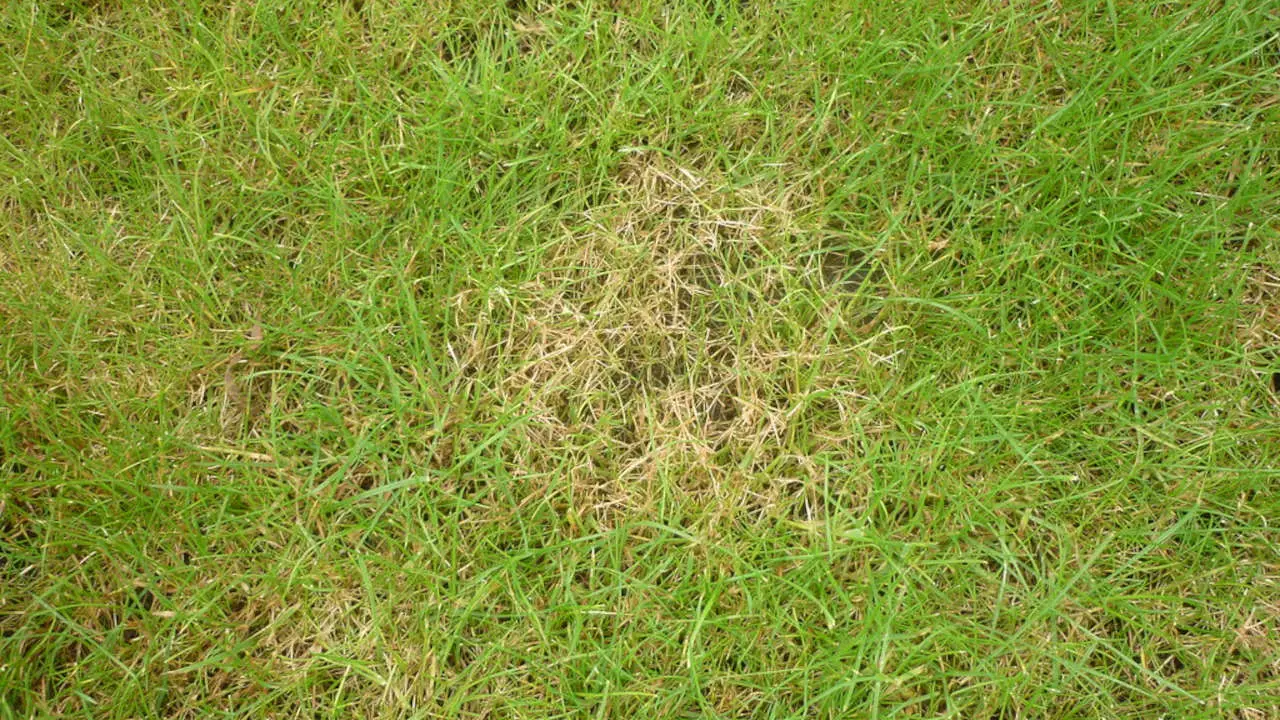 Lawn Fungicide | A Comprehensive Guide - Gardening Latest