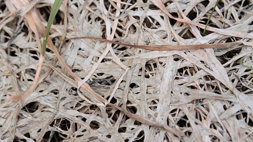 pink Snow Mold Disease