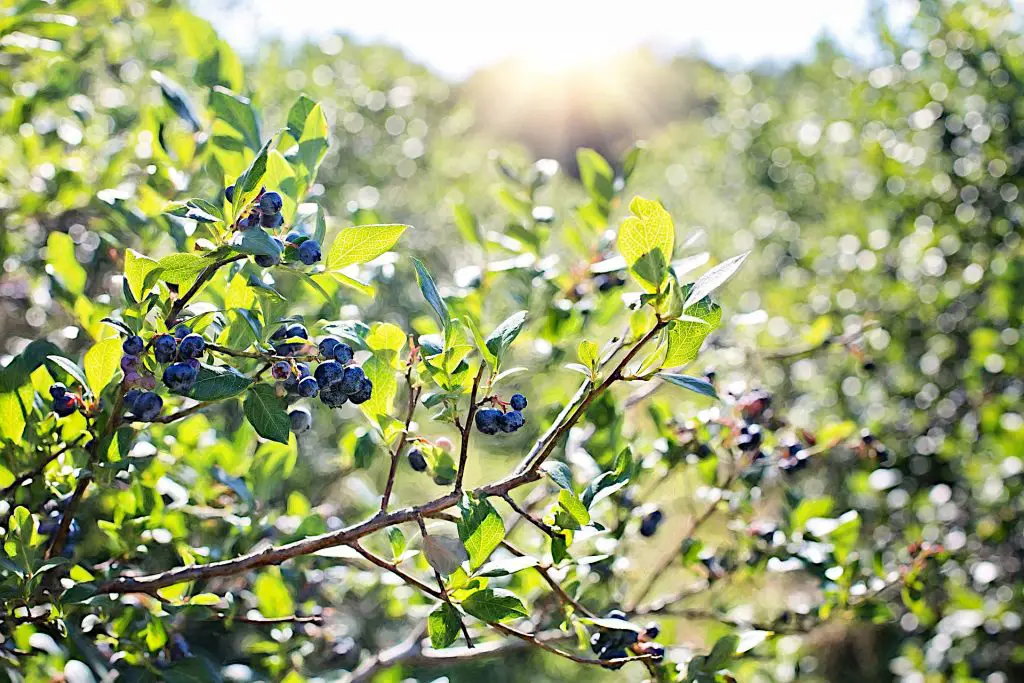 Acidic Compost for Blueberries