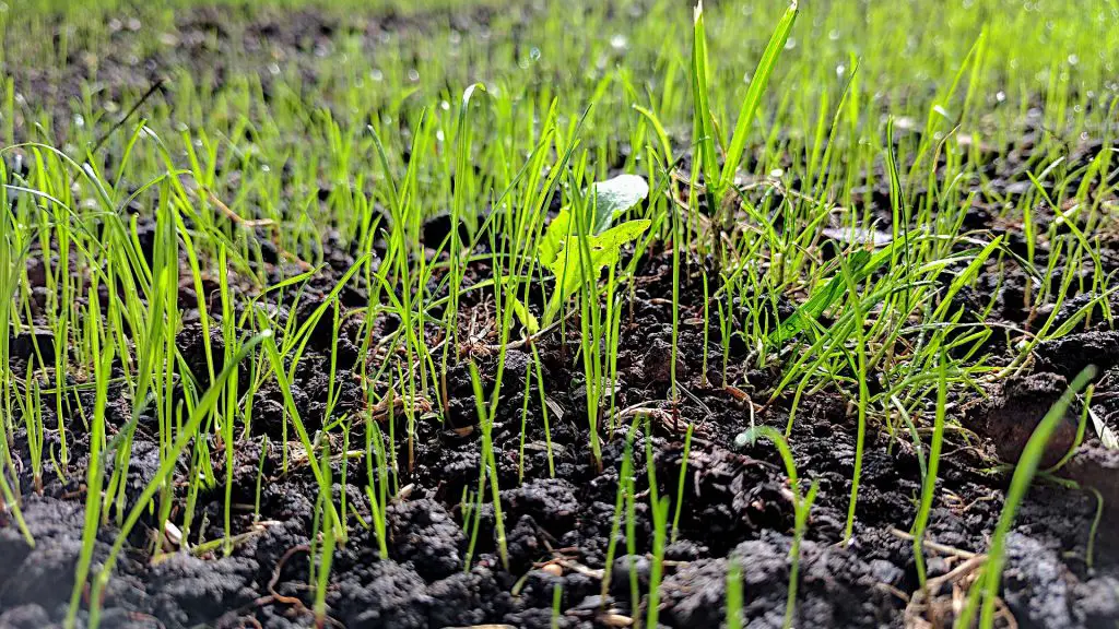 How Long Does It Take for Grass to Grow After Seeding?