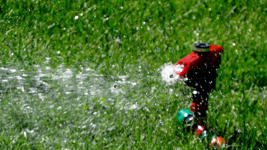How Much Should You Water After Overseeding