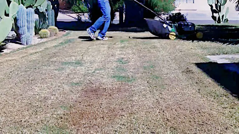 Do You Overseed Before or After Top Dressing?