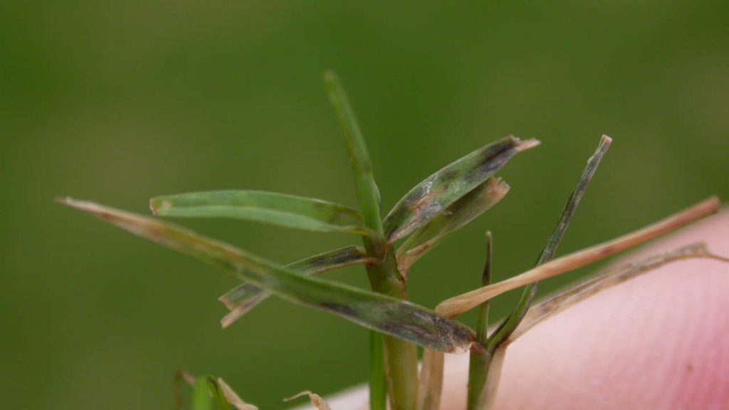 Pythium Blight Disease Cycle