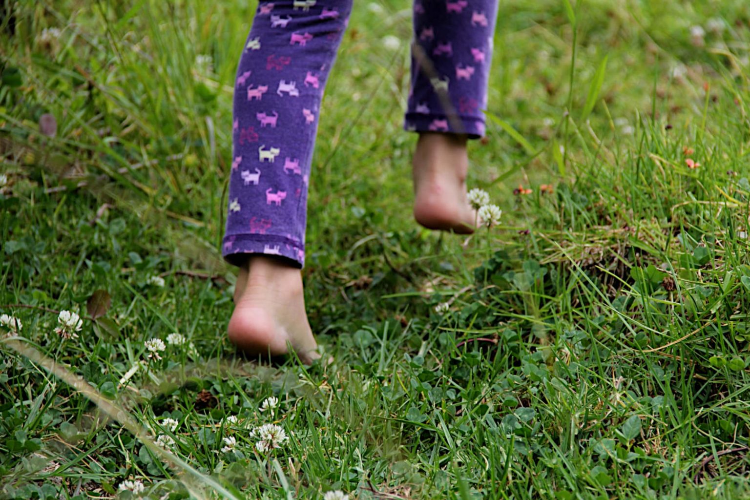 When Can You Walk on New Grass? Gardening Latest