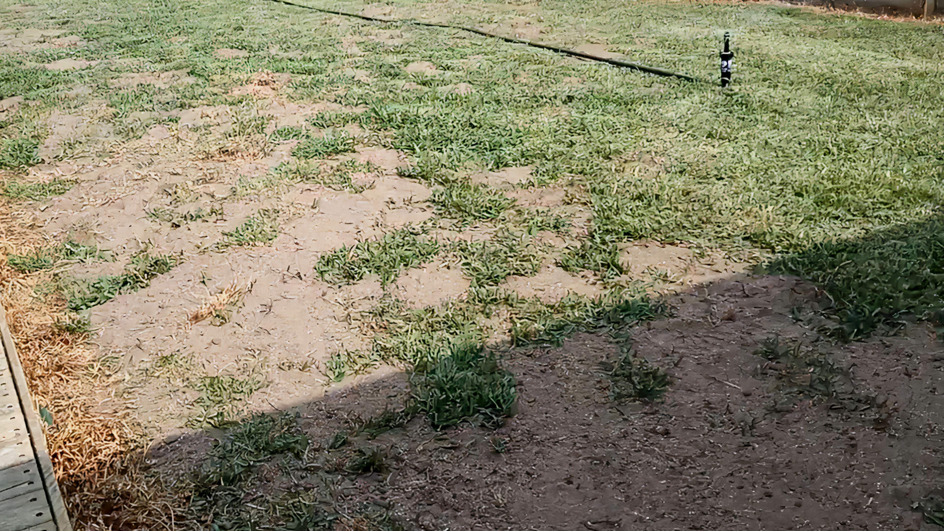 Can I Use Compost for Top Dressing? Gardening Latest