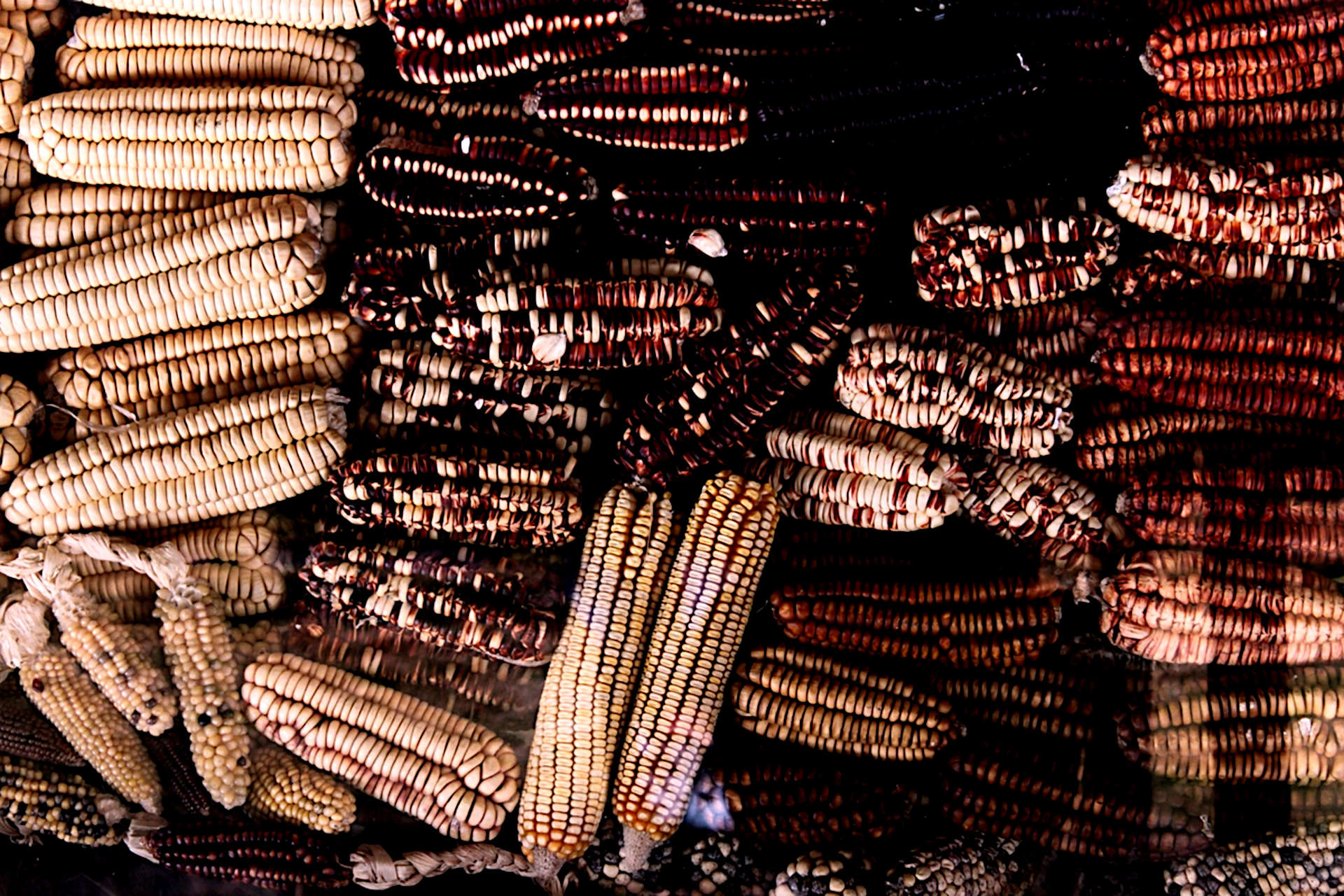 Can You Compost Corn Cobs? How to Compost Corn Waste Gardening Latest