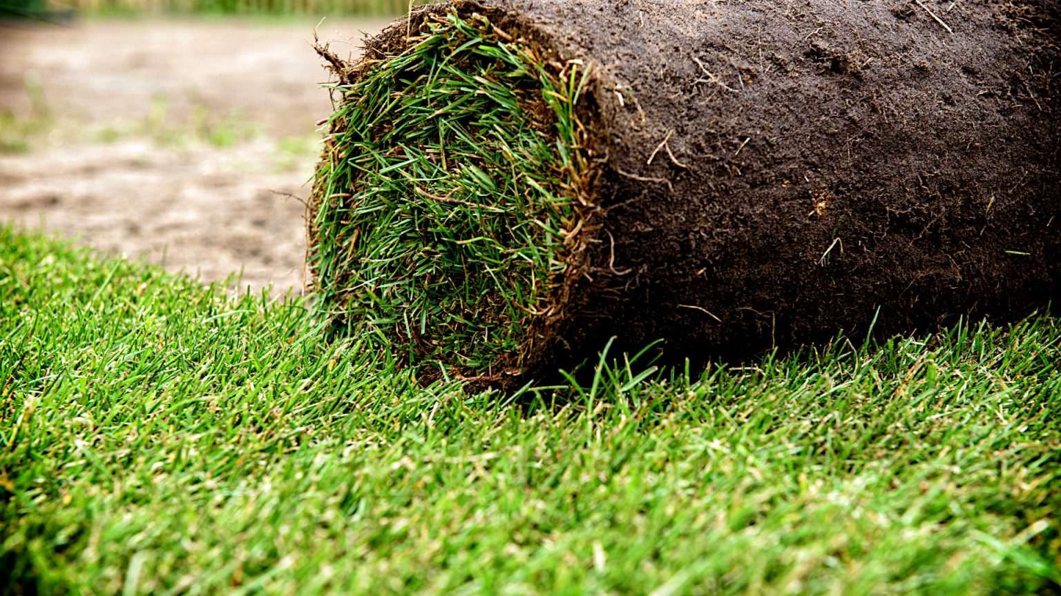 When Can You Walk on New Grass? Gardening Latest