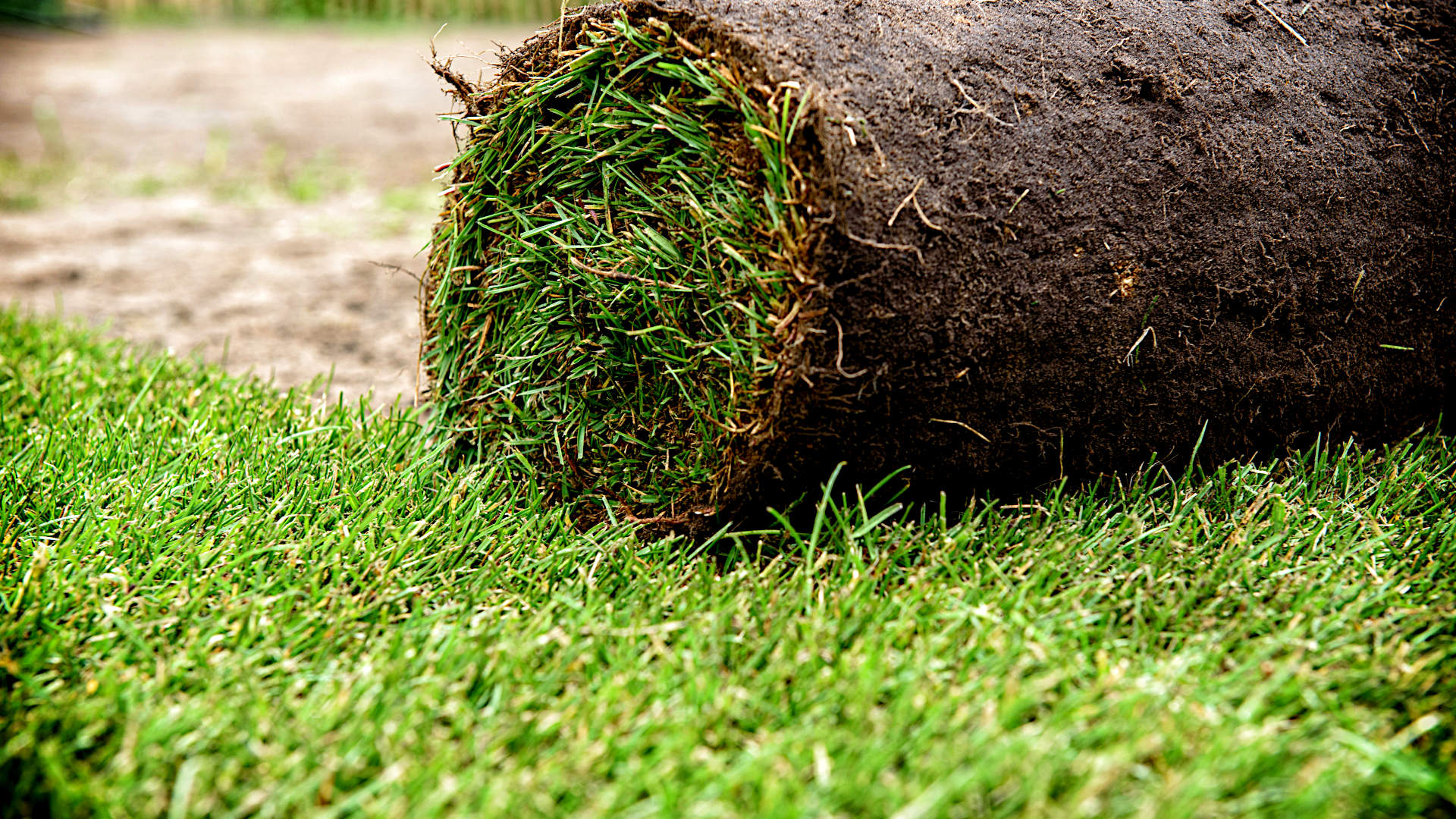 When Can You Walk on New Grass? Gardening Latest