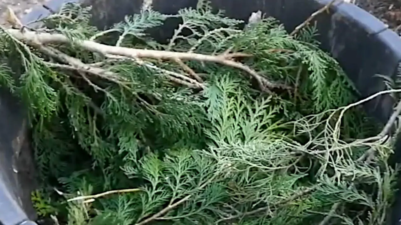 A Guide to Ericaceous Compost How to Make and Use It. Gardening Latest