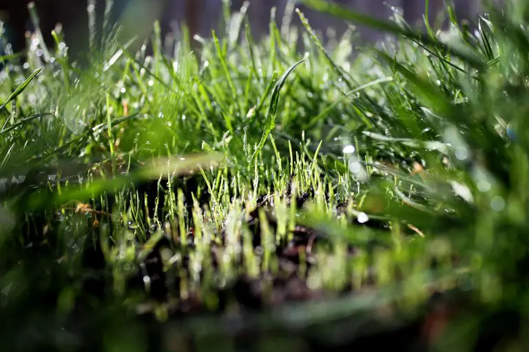 Overseeding Your Lawn and Watering as Part of Good Lawn Care Practice