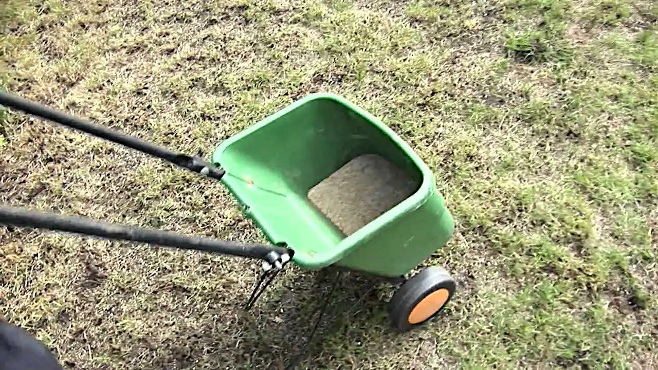 Do You Overseed Before or After Top Dressing? Gardening Latest