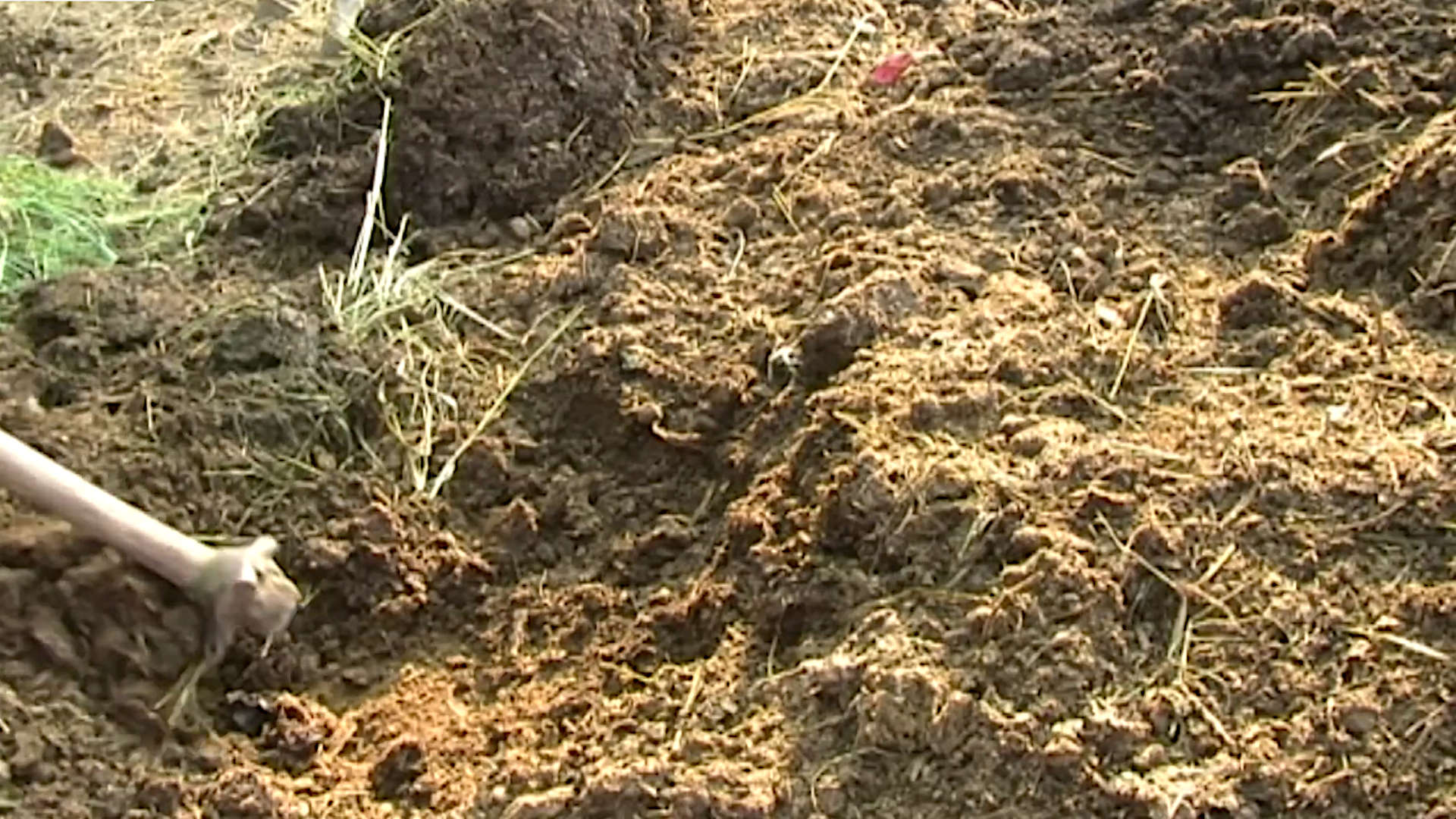 Can You Compost Rice? Gardening Latest