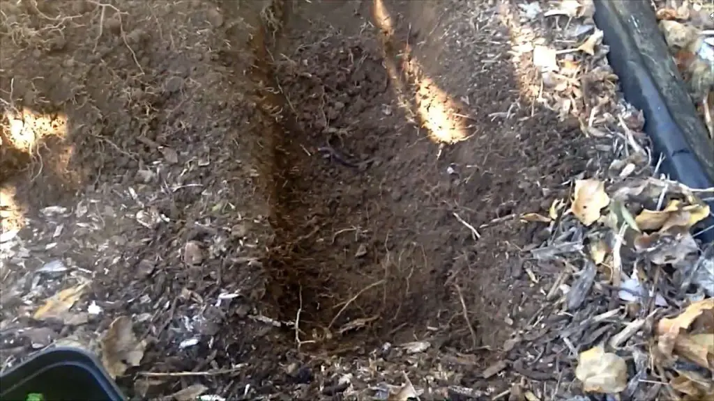 Step One: Trench compost depth