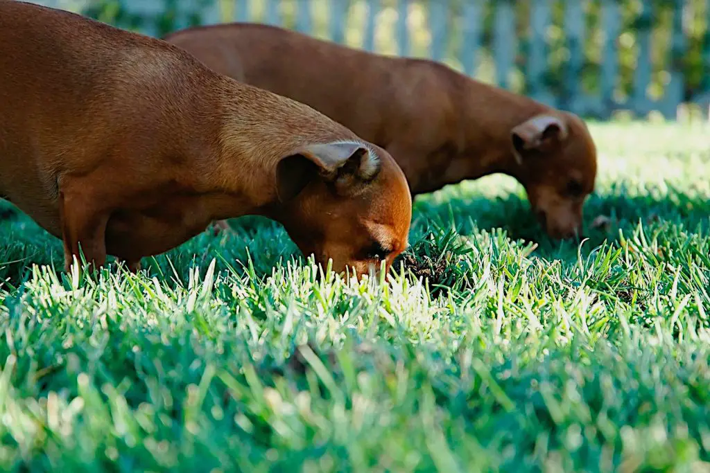 Hydroseeding materials that can be harmful to dogs