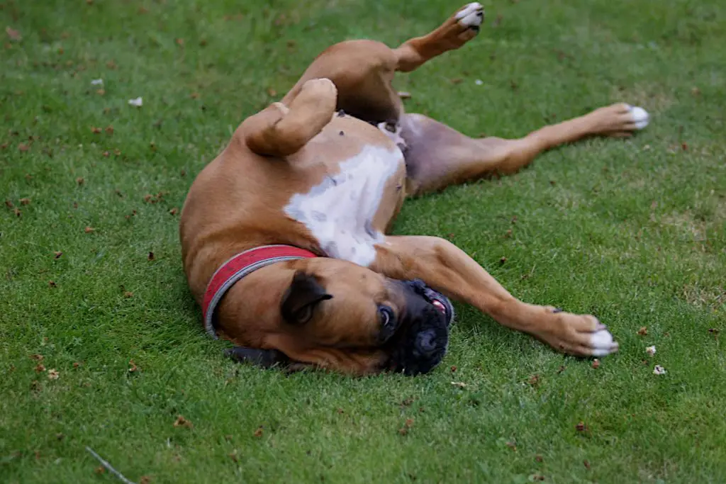 Is hydroseeding safe for dogs