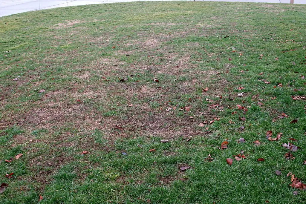 Preparing for overseeding-lawn in need or renovation