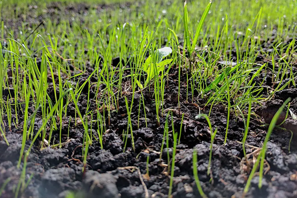 Different Hydroseeding Grass Seed Blends