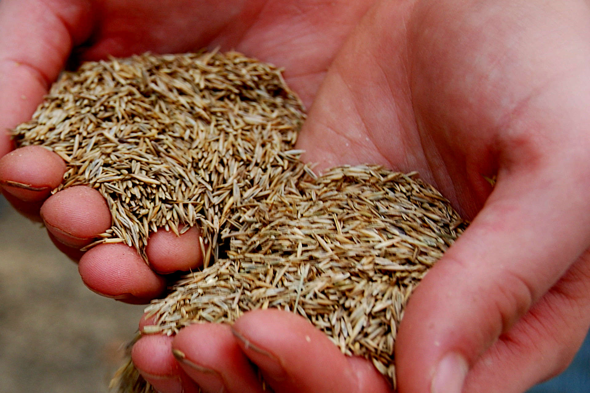 What Type of Grass Seed Is Used in Hydroseeding? Choosing the Right Mix for Your Lawn