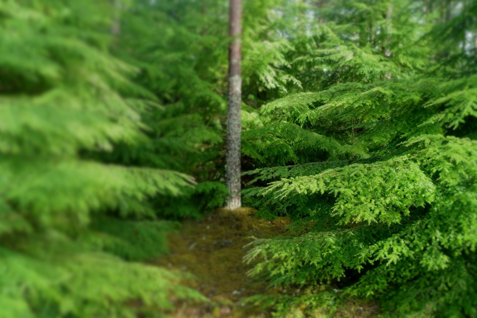 Pine Needles in Compost An Adverse Effect on Soil Quality or Super