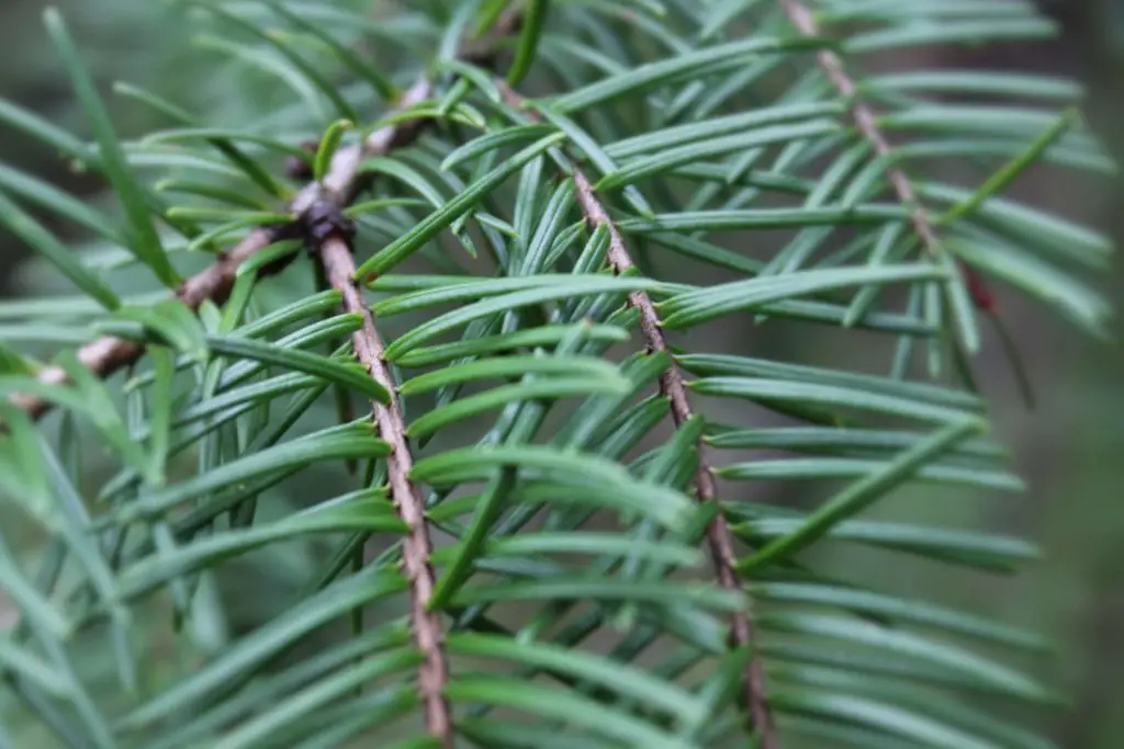 Pine Needles in Compost | An Adverse Effect on Soil Quality or Super Ingredient?