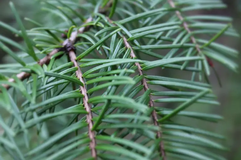 Pine Needles in Compost |  An Adverse Effect on Soil Quality or  Super Ingredient?