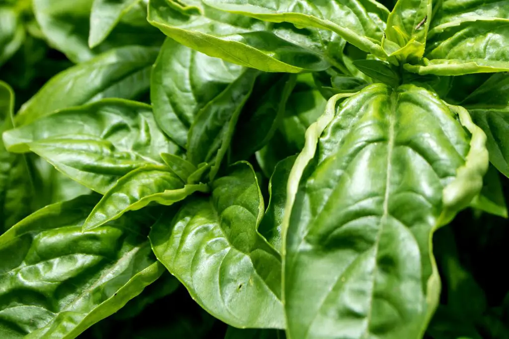 Buying Basil Plants - Buying the Right Basil Plants