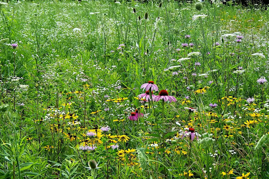 Adding Wildflower Seeds Into the hydroseed Mix